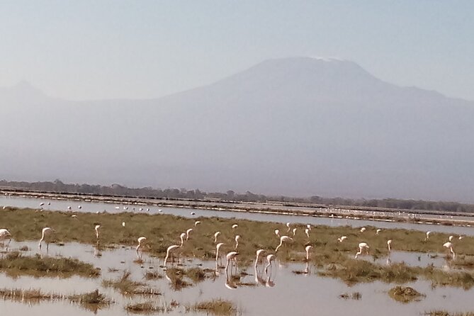 4 Days Safari to Amboseli N/P, Tsavo East N/P. - Key points to know before booking