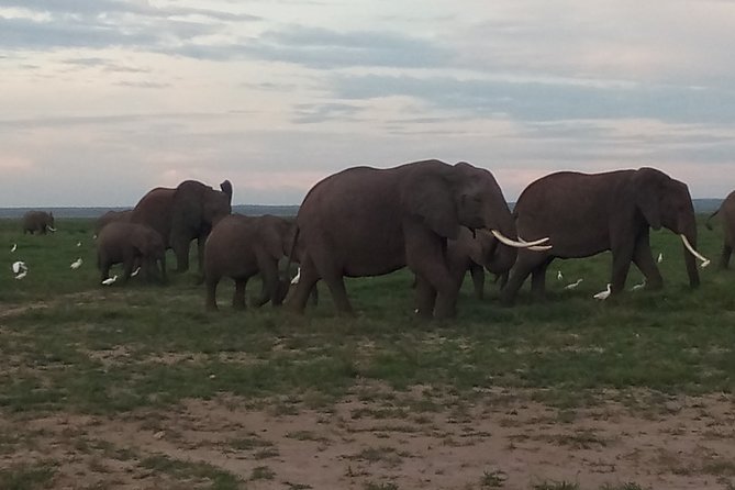 4 Days Safari to Amboseli N/P, Tsavo East N/P. - Day 2: A full Amboseli day and the walk to Observation Hill