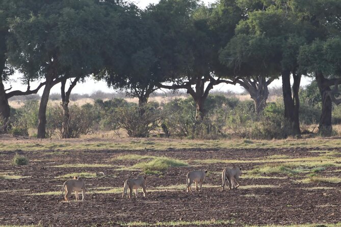 4 Days Safari to Amboseli N/P, Tsavo East N/P. - Why the private format matters