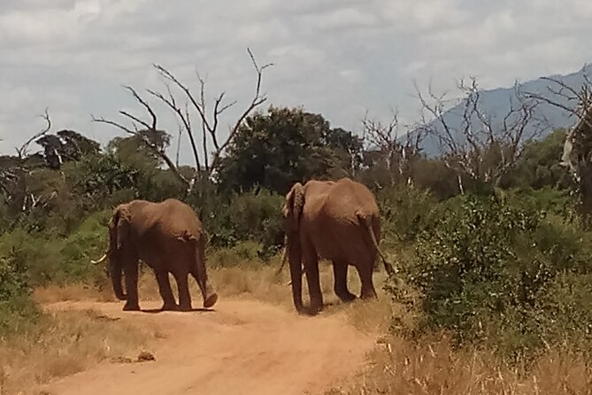 4 Days Safari to Amboseli N/P, Tsavo East N/P. - Day 1: Nairobi to Amboseli beneath Kilimanjaro