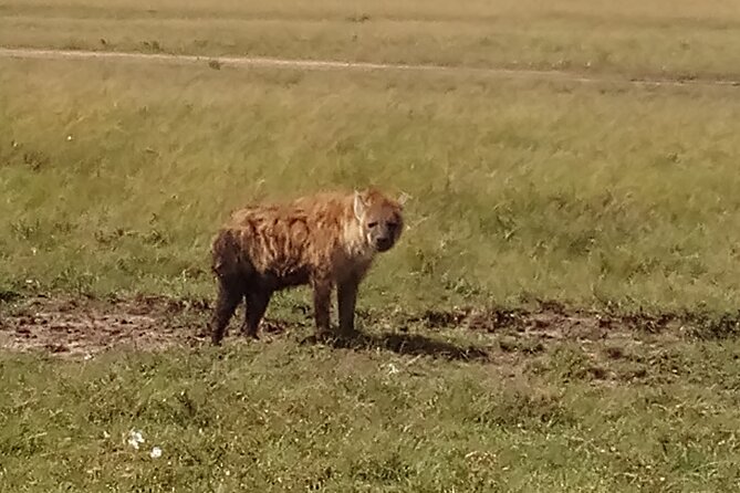 4 Days Safari to Lake Nakuru N/P and Maasai Mara N/R - Day 3: A full Maasai Mara game drive