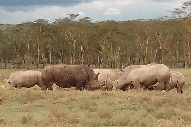4 Days Safari to Lake Nakuru N/P and Maasai Mara N/R - What you get for $1,600 per person