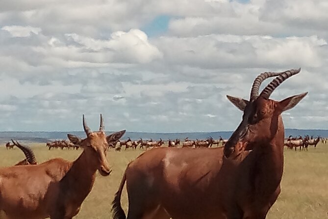 4 Days Safari to Lake Nakuru N/P and Maasai Mara N/R - Guides, vehicles, and the private format