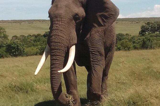 4 Days Safari to Lake Nakuru N/P and Maasai Mara N/R - Who should book this route