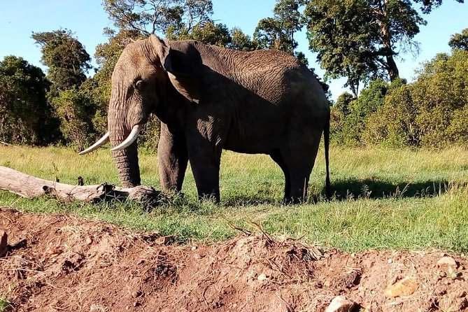 4-days safari: Tsavo east, west and Amboseli national parks - What this four-day route really covers