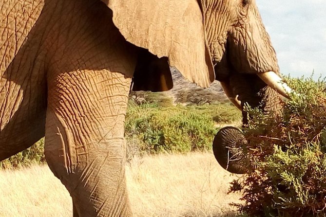 4-days safari: Tsavo east, west and Amboseli national parks - Day three: Crossing into Amboseli’s elephant country