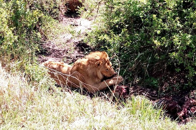 4-days safari: Tsavo east, west and Amboseli national parks - The guides can shape the whole safari
