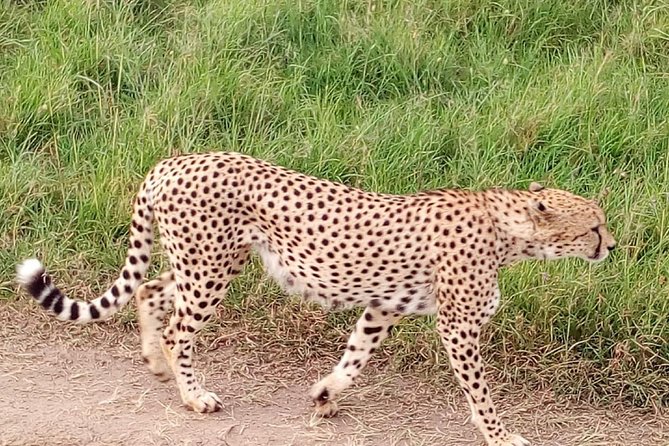 4-days safari: Tsavo east, west and Amboseli national parks - Lodge comfort and what the price includes