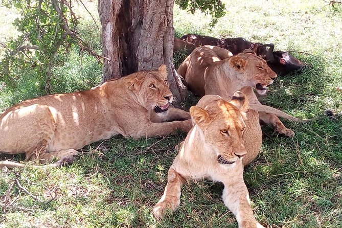 4-days safari: Tsavo east, west and Amboseli national parks - Day one: Tsavo East and the search for unusual lions