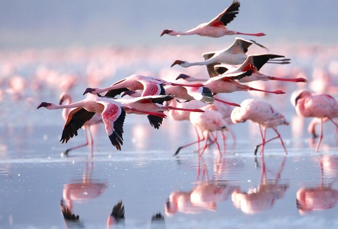4 Days Small Group Maasai Mara and Lake Nakuru Safari - Key points to know before you book