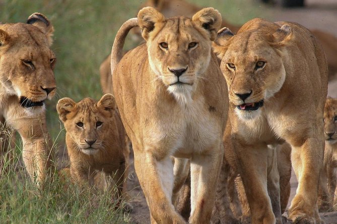 4 Days Small Group Maasai Mara and Lake Nakuru Safari - Why this four-day route works