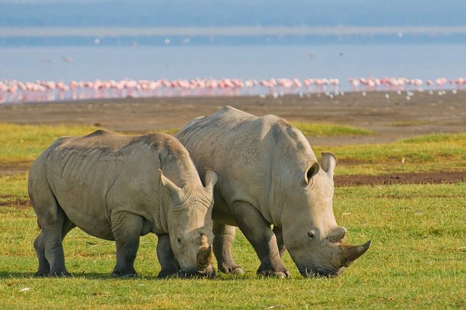 4 Days Small Group Maasai Mara and Lake Nakuru Safari - Day four: early wildlife at Lake Nakuru and the road back