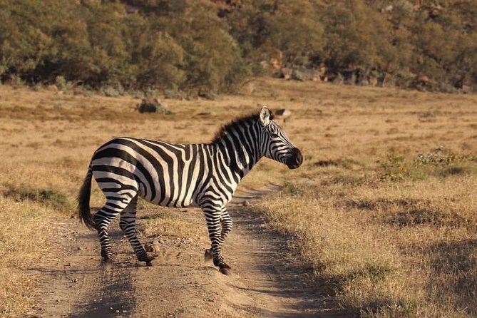 4 Days Small Group Maasai Mara and Lake Nakuru Safari - Day two: a full Mara day and the Mara River