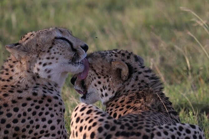 4 Days Tour Landcruiser in Masai Mara and Lake Nakuru - What Lake Nakuru adds, and where it falls short