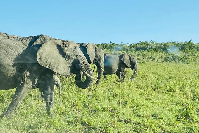 4 Days Tour Landcruiser in Masai Mara and Lake Nakuru - The return to Nairobi and the real pace of the trip