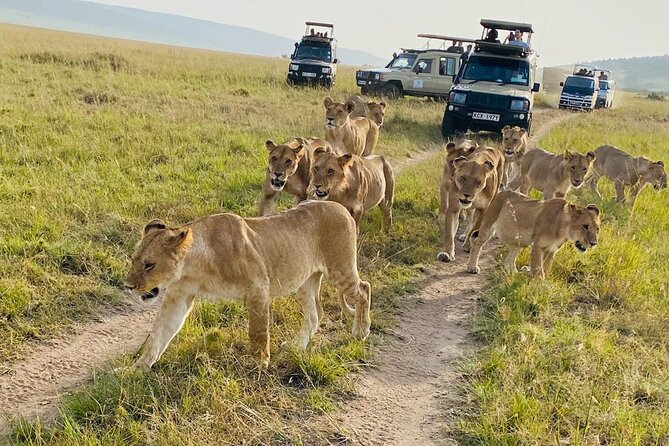 4 Days Tour Landcruiser in Masai Mara and Lake Nakuru - Day two, a full game drive and the Mara River