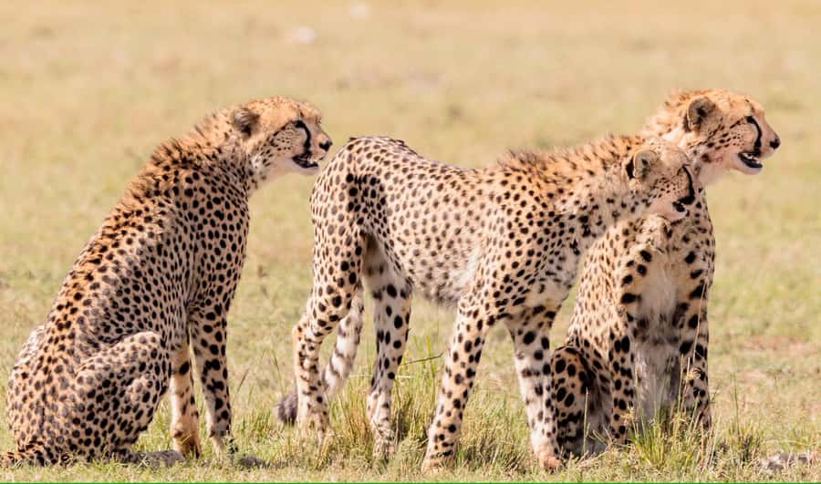 4 days Tsavo East, Amboseli and saltlick lodge safari - Key points at a glance