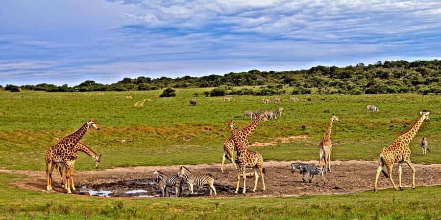 4 days Tsavo East, Amboseli and saltlick lodge safari - Day two: The road to Amboseli and an evening game drive