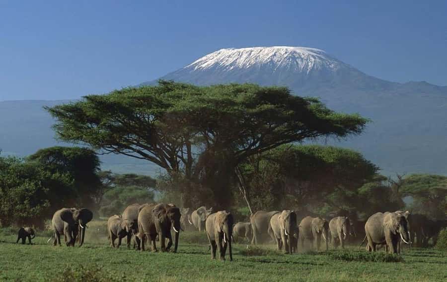 4 days Tsavo East, Amboseli and saltlick lodge safari - Day four: One last game drive before the return journey