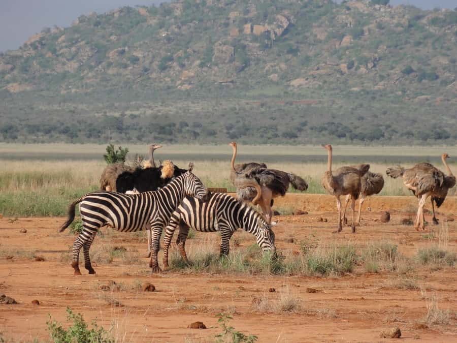 4 days Tsavo East, Amboseli and saltlick lodge safari - Should you book the Tsavo, Amboseli, and Salt Lick safari?