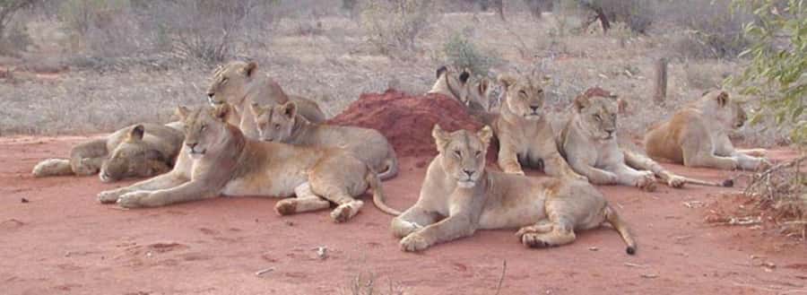 4 days Tsavo East, Amboseli and saltlick lodge safari - Day one: Aruba Dam and Tsavo East’s red elephants