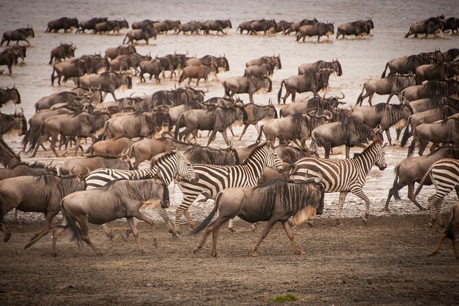 4 Days Tsavo West, Amboseli and Tsavo East National Park Safari - Day two: Mzima Springs and Amboseli