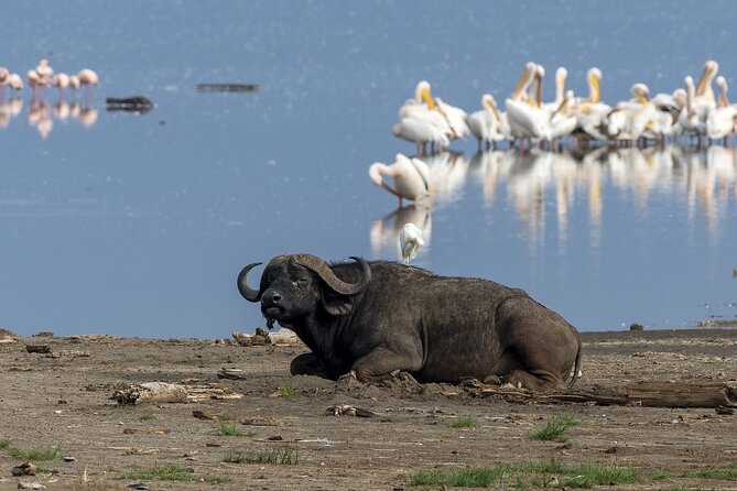 4 Days wildebeest lake nakuru masai mara safari - Two Kenyan parks in four days