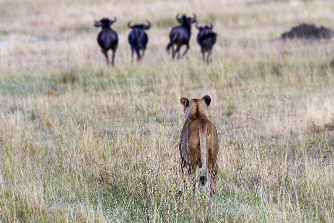 4 Days wildebeest lake nakuru masai mara safari - The optional Masai Mara balloon ride