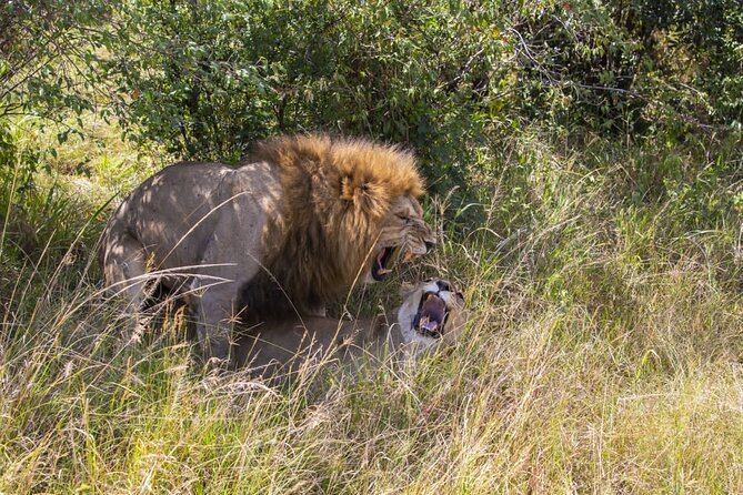 4 Days wildebeest lake nakuru masai mara safari - Private travel, vehicle comfort, and daily rhythm