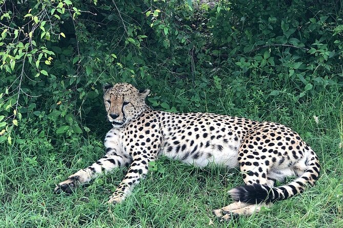 4day Maasai Mara, Lake Nakuru, and Lake Naivasha - Why the Maasai Mara is the heart of the trip