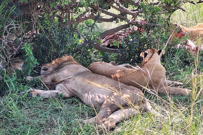 4day Maasai Mara, Lake Nakuru, and Lake Naivasha - Lake Nakuru brings a different wildlife setting
