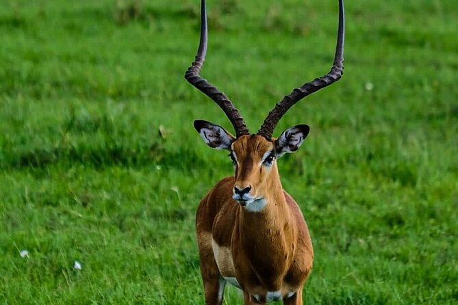 4day Maasai Mara, Lake Nakuru, and Lake Naivasha - Lake Naivasha finishes with water and birds