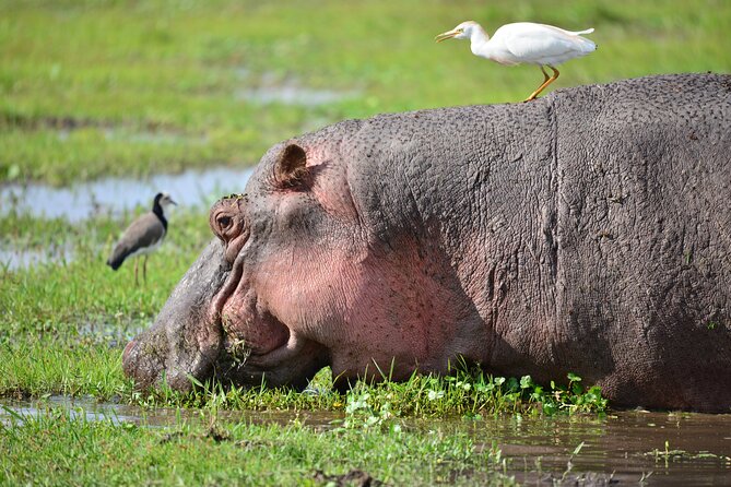 5-Day 4 Nights Masai Mara-L Nakuru-Hell's Gate Budget Safari - Day 5: Walking, cycling, and volcanic scenery at Hells Gate
