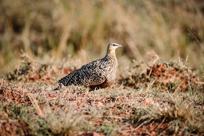 5-Day 4 Nights Masai Mara-L Nakuru-Hell's Gate Budget Safari - Food, lodging, and the shared van