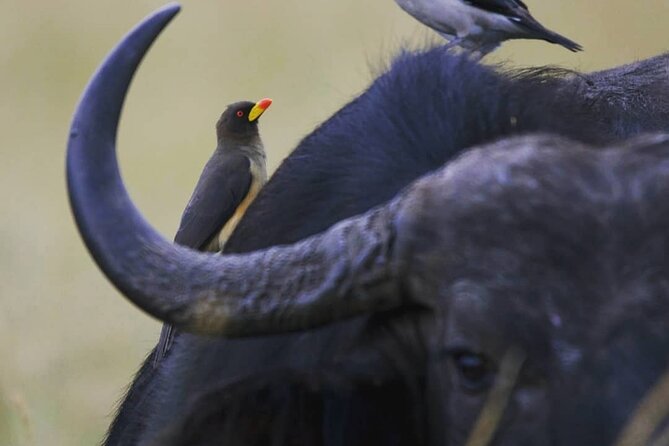 5-Day Lakes and Masai Mara Plains 4 x 4 Safari - Day 3: The long road to Maasai Mara
