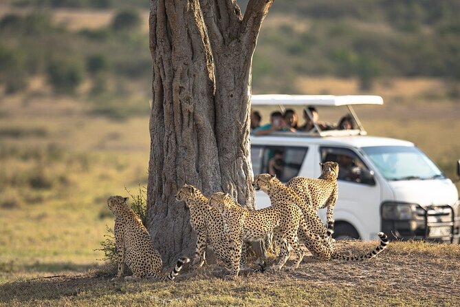 5-Day Lakes and Masai Mara Plains 4 x 4 Safari - Day 5: Early wildlife, then back to Nairobi