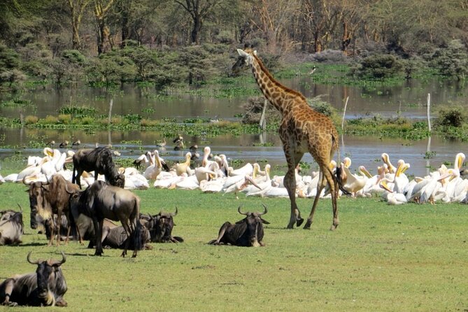5-Day Masai Mara Lake Nakuru and Naivasha Small-group Safari Tour - Day one: Nairobi to Masai Mara by way of the Rift Valley