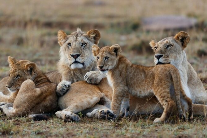 5-Day Masai Mara Lake Nakuru and Naivasha Small-group Safari Tour - What the $929.20 price really buys