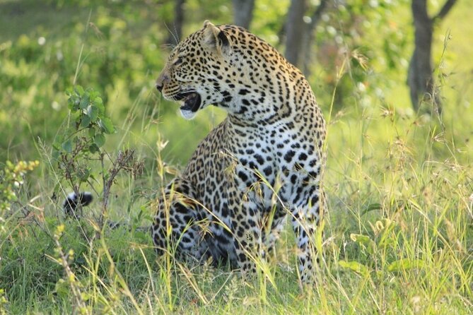 5-Day Masai Mara Lake Nakuru and Naivasha Small-group Safari Tour - Guides, group size, and the daily rhythm