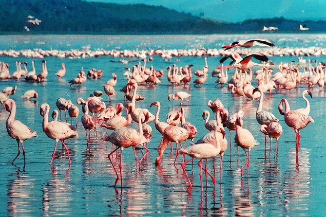 5-Day Masai Mara Lake Nakuru and Naivasha Small-group Safari Tour - Who should book this safari