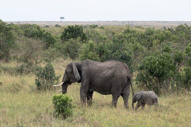 5-Day Masai Mara Lake Nakuru and Naivasha Small-group Safari Tour - Day two: a full game drive in Masai Mara