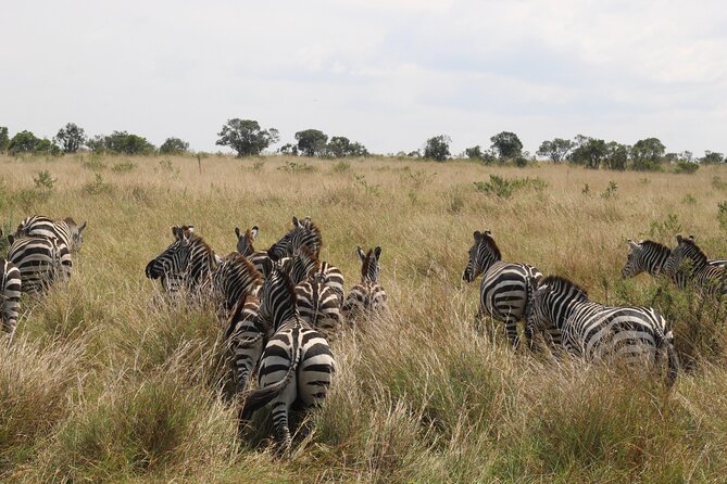 5-Day Private Tour in Kenya's Best Game Parks - A five-day route with three very different parks