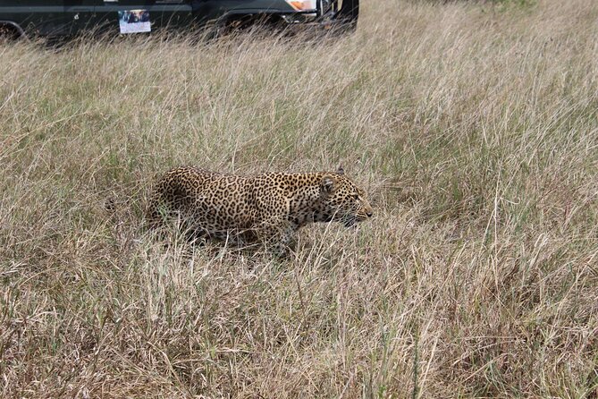 5-Day Private Tour in Kenya's Best Game Parks - Day 1: Amboseli elephants beneath Kilimanjaro