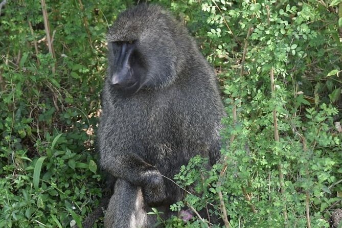 5-Day Safari in Maasai Mara, Lake Nakuru and Naivasha - A full day in Maasai Mara