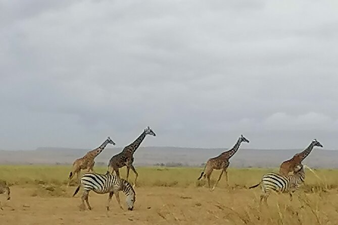 5-Day Safari in Maasai Mara, Lake Nakuru and Naivasha - Hells Gate and the final ride back to Nairobi