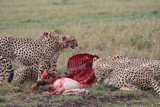 5-Day Safari in Maasai Mara, Lake Nakuru and Naivasha - What the $922 price really covers