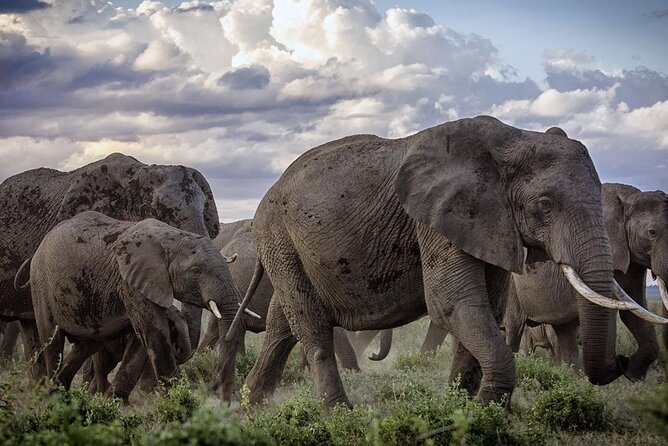 5-Day Safari Tour in 3 National Parks - Mzima Springs and the road to Amboseli