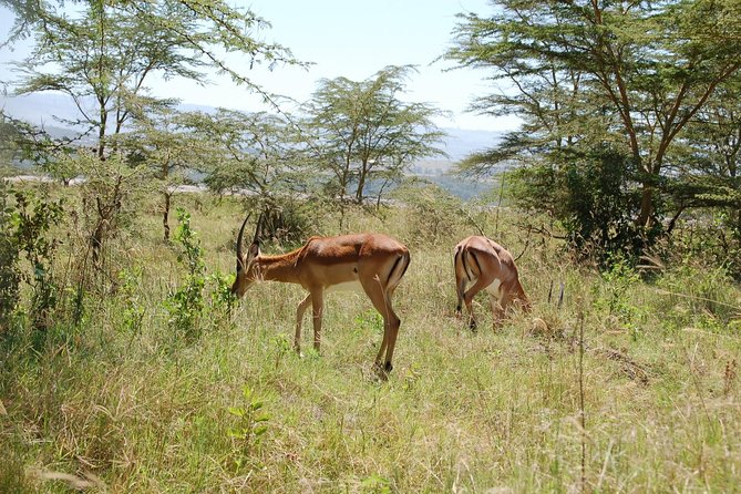 5 Days Best Of Kenya Safari - Key points to know before booking