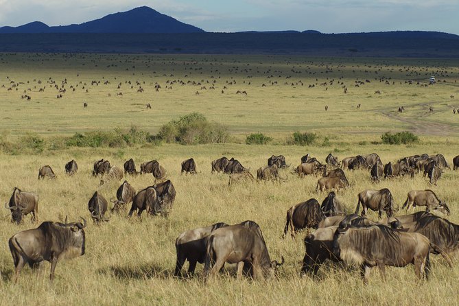 5 Days Best Of Kenya Safari - Day 1: Nairobi to Maasai Mara by way of the Mau Escarpment