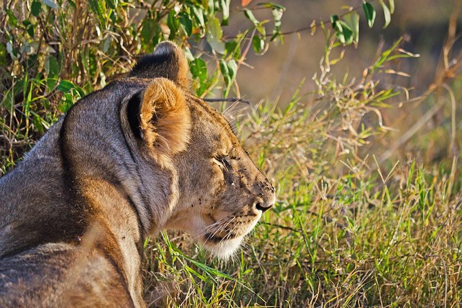 5 Days Best Of Kenya Safari - Day 3: Lake Nakuru and the Rift Valley views